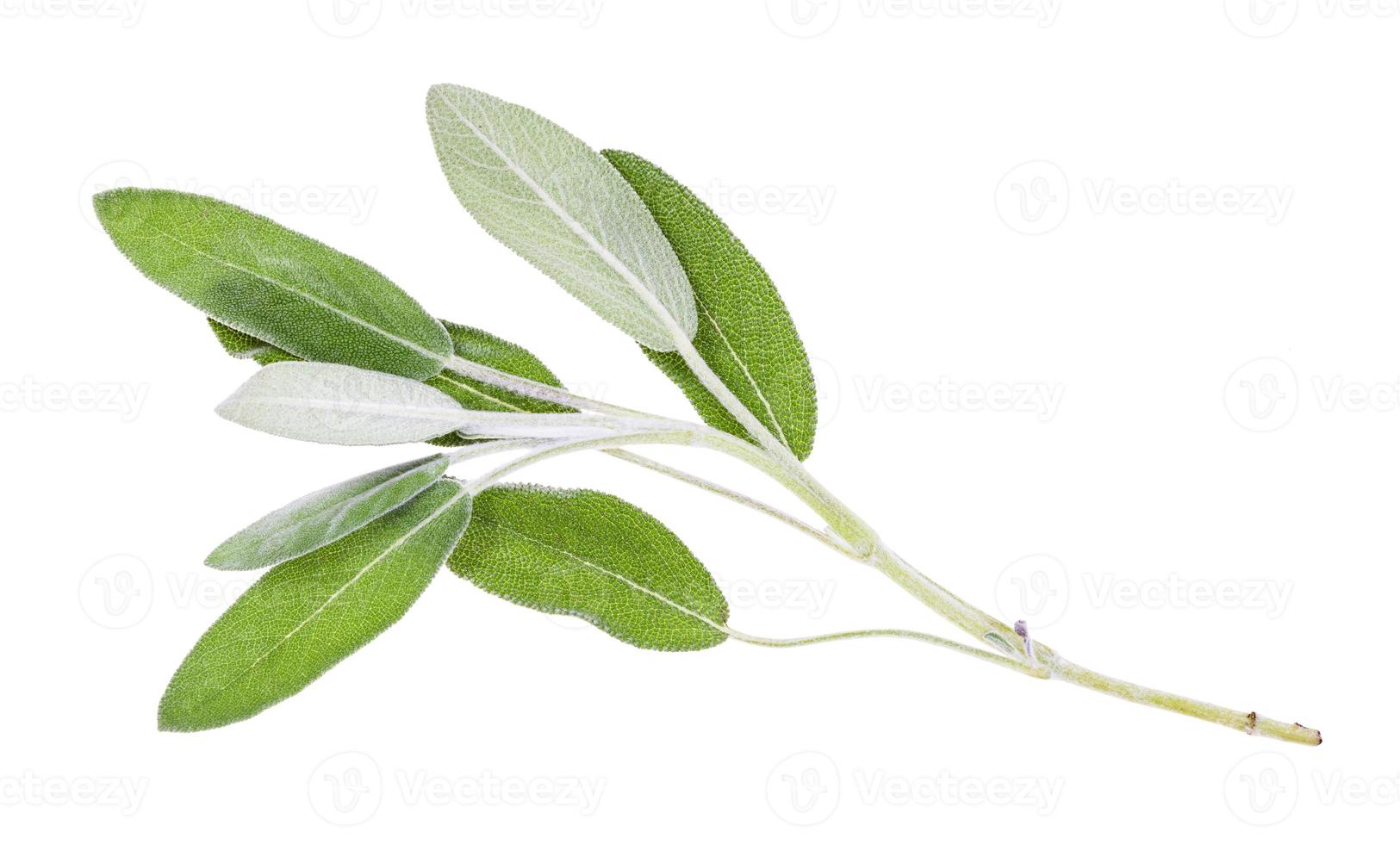 ramoscello di fresco saggio salvia officinalis isolato foto