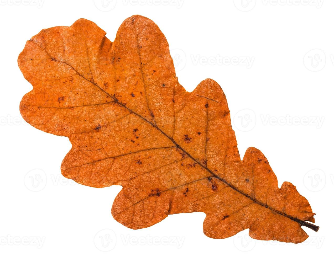 autunno caduto arancia foglia di quercia albero isolato foto
