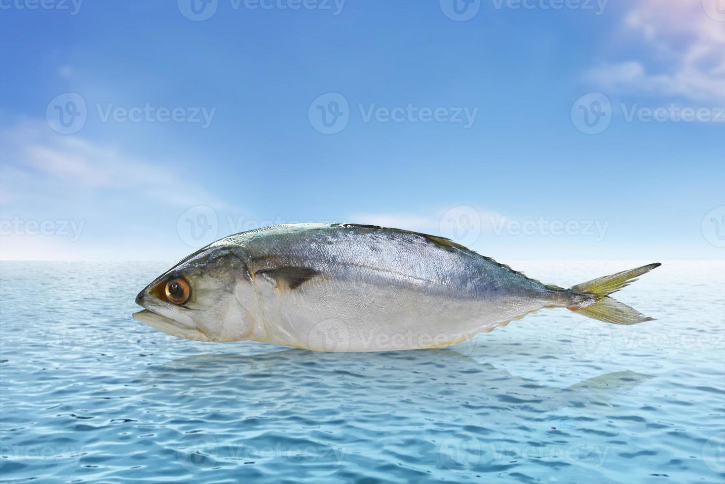 fresco sgombro con mare e cielo sfondo cibo concetto con alto proteina benefici per nutrire il cervello foto