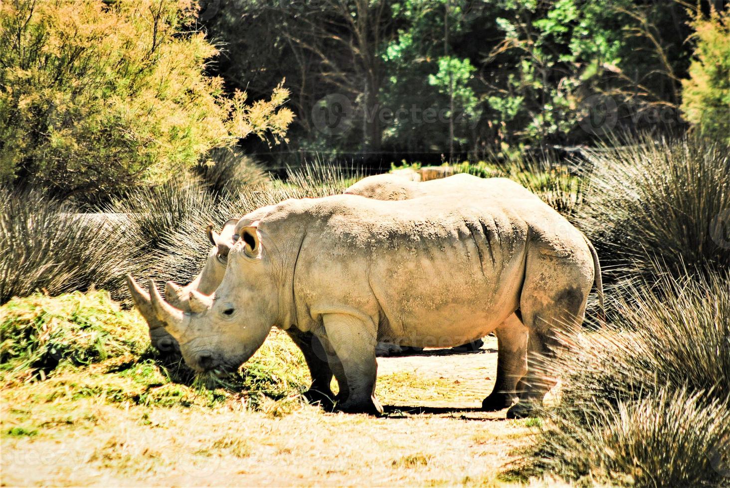 bianca cornuto rinoceronte foto