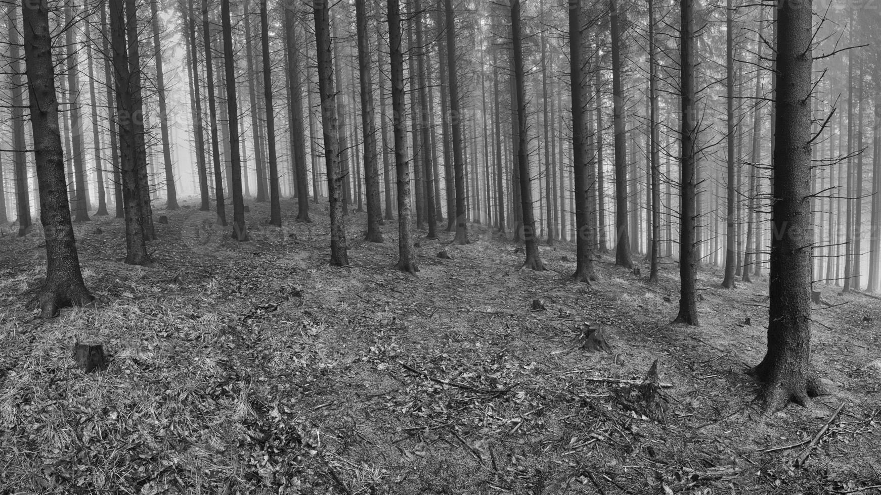 primavera abete rosso foresta foto