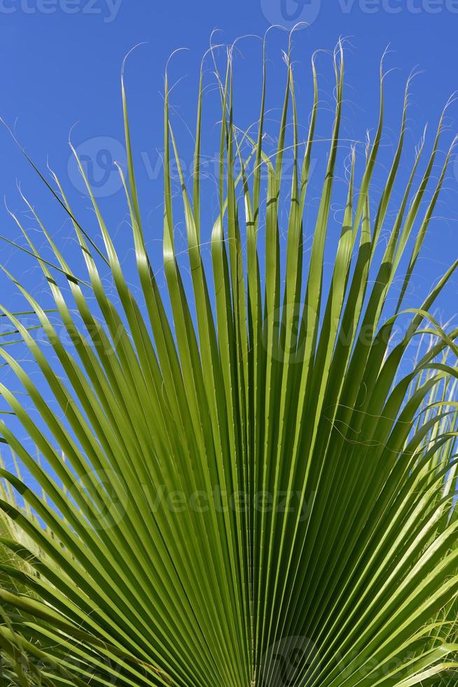 un' verde palma foglia contro un' blu cielo nel verticale formato foto