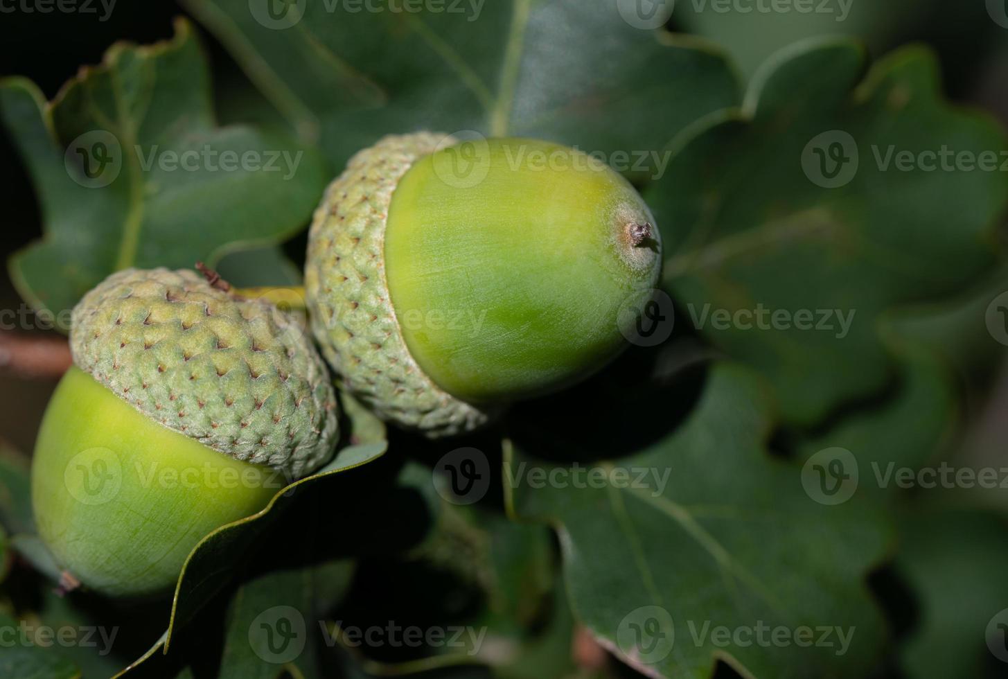 vicino su di Due verde ghiande in crescita su quercia albero. verde le foglie siamo nel il sfondo foto