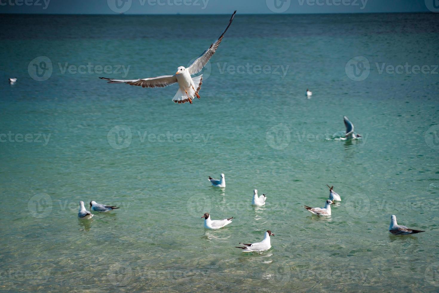 gabbiani siamo galleggiante e volare al di sopra di il mare superficie foto