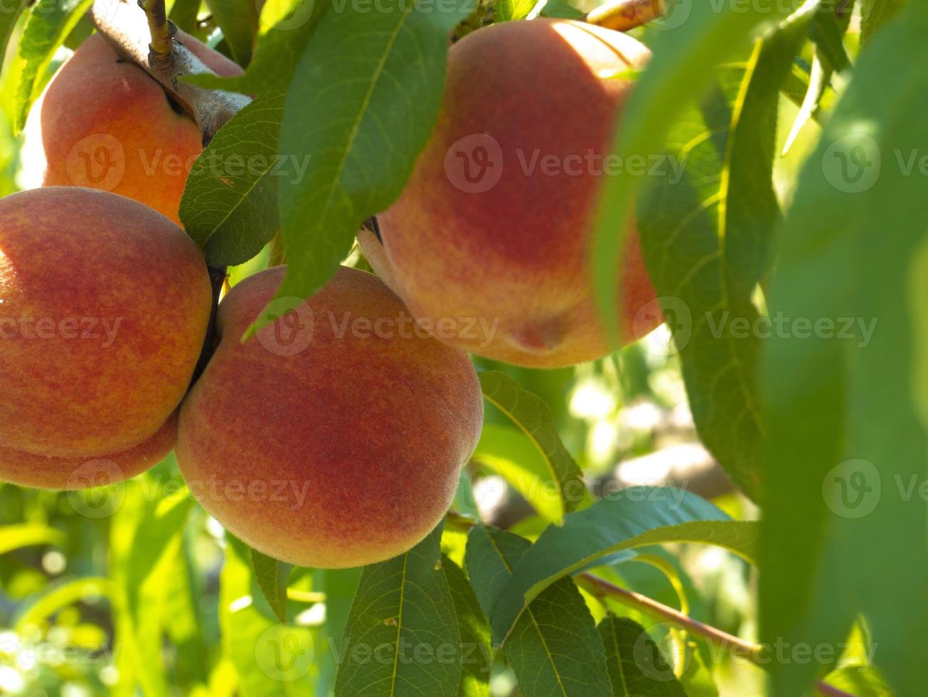 naturale frutta. Pesche su pesca albero rami foto