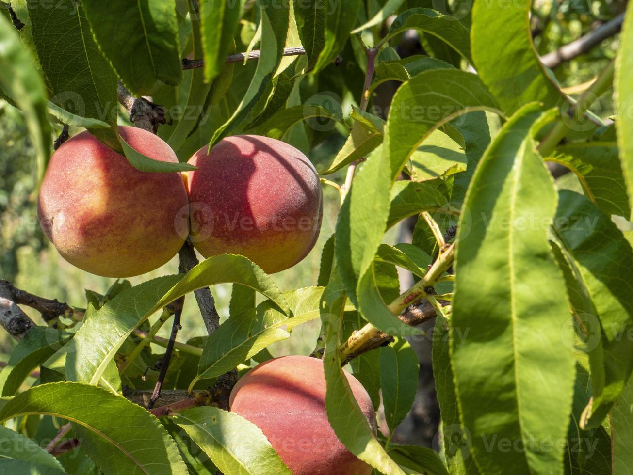 naturale frutta. Pesche su pesca albero rami foto