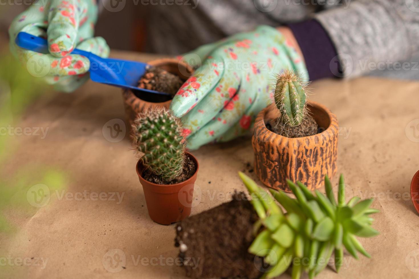femmina mani nel guanti hold un' blu irrigazione può e acqua un' di recente trapiantato succulento. passo 1 foto
