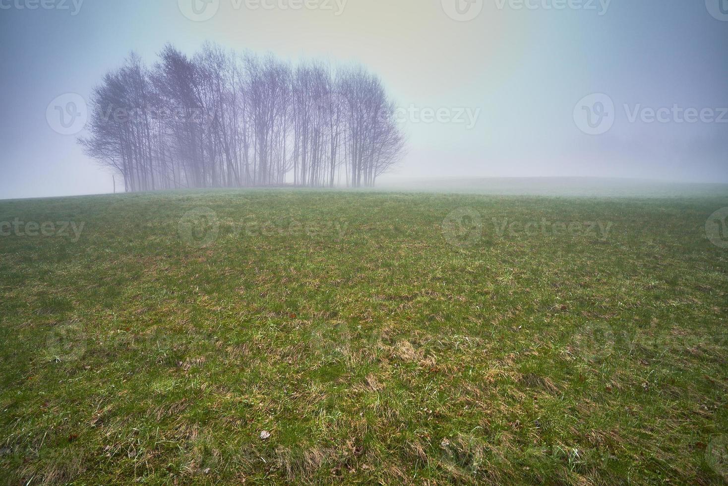 isolato alberi nel un' prato foto