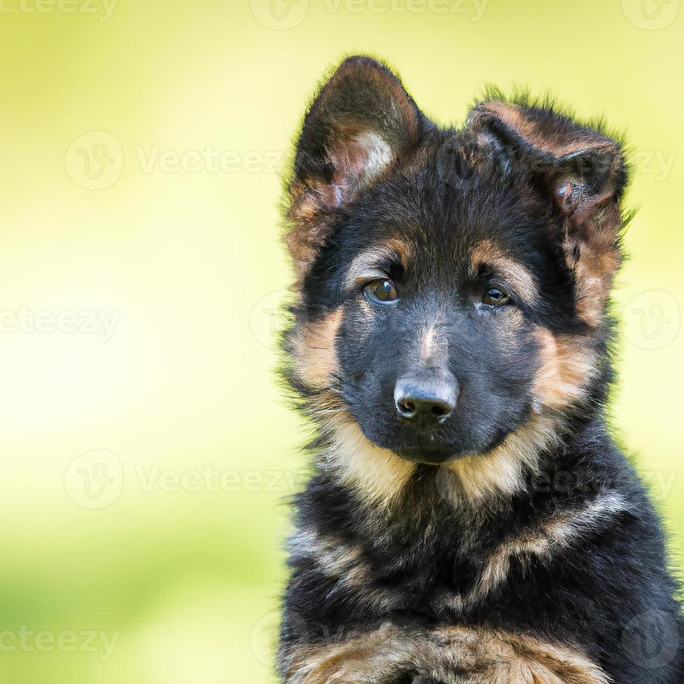 carino cucciolo cane con verde erba bokeh sfondo premio foto