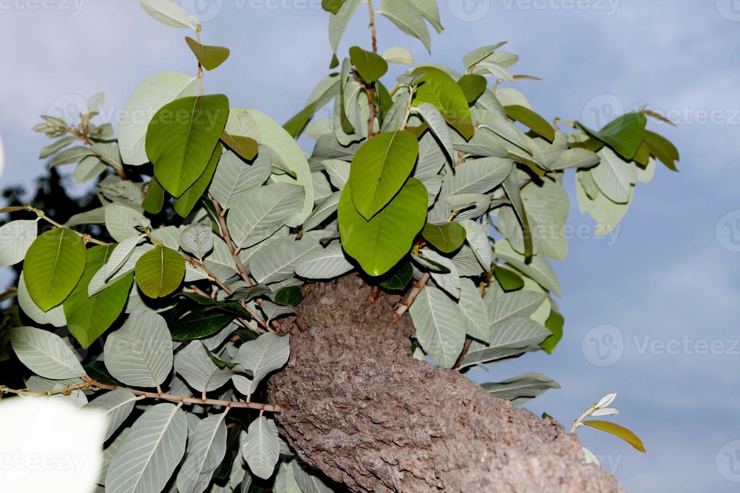 naturale colore di il abbaiare e verde le foglie - stratificato - stratificato - è naturalmente bellissimo nel il sera quando il luce del sole è morbido. nel Tailandia, dove il sole è ambientazione, alberi siamo naturalmente in crescita. foto