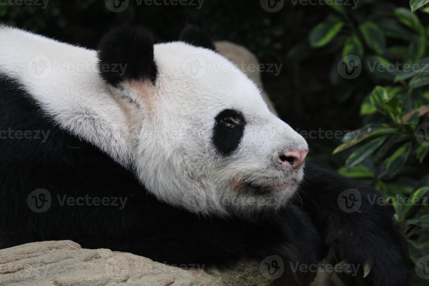 gigante panda nel un allegato foto
