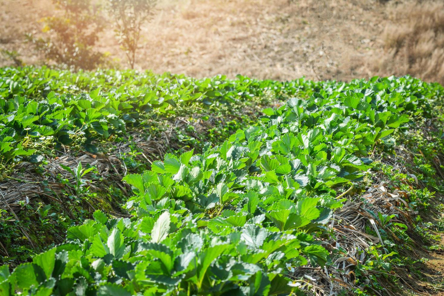 fragola pianta azienda agricola fresco biologico fragole in crescita piantagione su i campi nel il azienda agricola foto