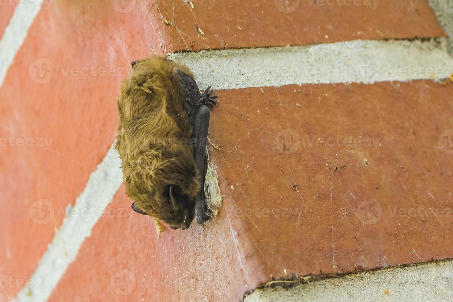 Marrone pipistrello si blocca su il parete e dorme Germania. foto
