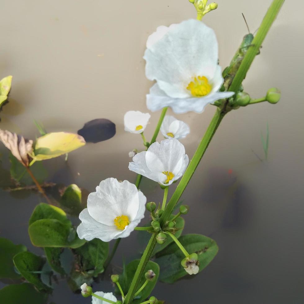 acqua gelsomino è un' molto bellissimo pianta e rinfresca il aria, Questo fiore è anche chiamato echinodoro paleafolio, Questo gelsomino è molto unico perché esso vite nel acqua foto