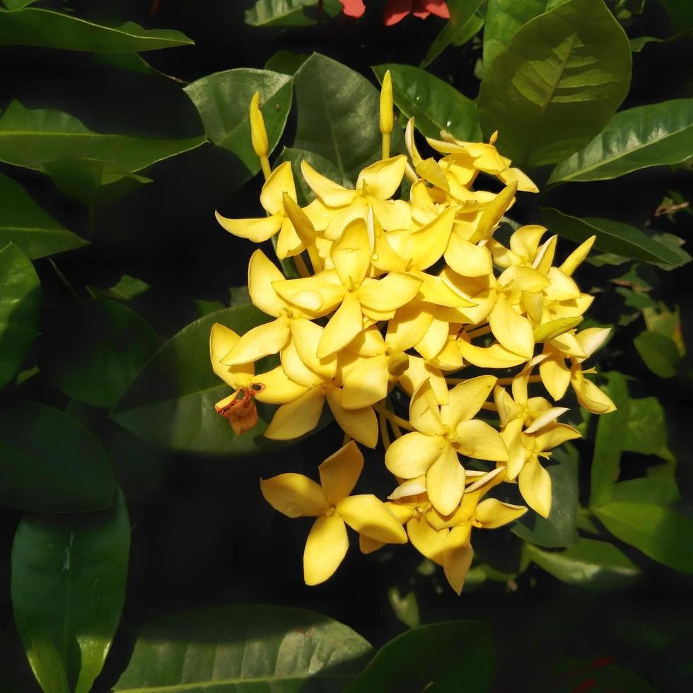 luminosa giallo ixora in crescita nel il giardino. vicino su. ixora è un' genere di fioritura impianti nel il famiglia rubiaceae foto