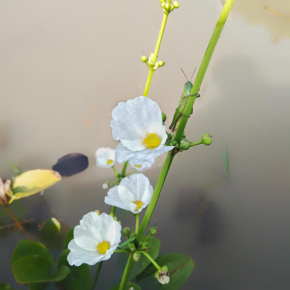 acqua gelsomino è un' molto bellissimo pianta e rinfresca il aria, Questo fiore è anche chiamato echinodoro paleafolio, Questo gelsomino è molto unico perché esso vite nel acqua foto