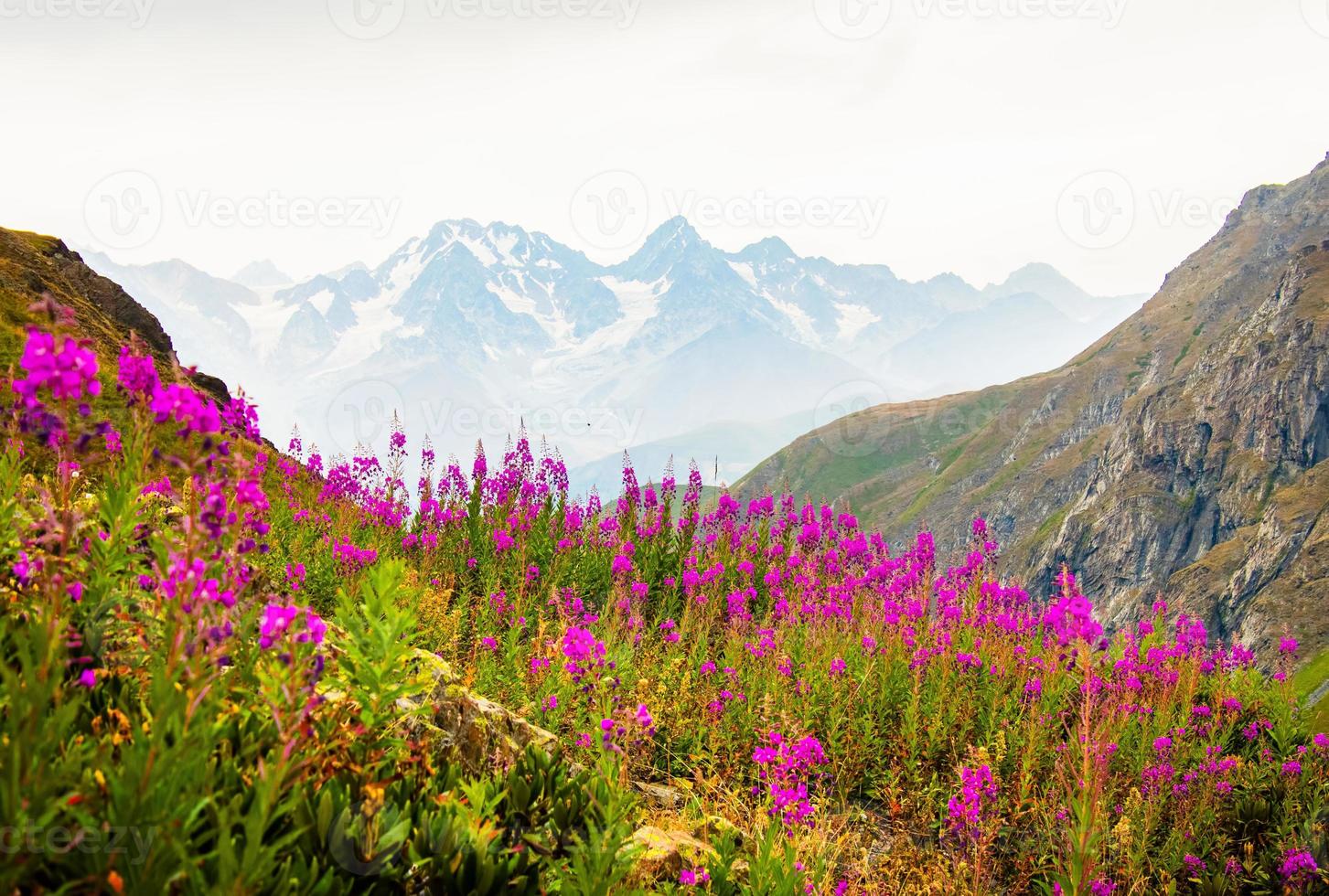 tranquillo verde montagne con viola fiori su pendio e nevoso picchi sfondo sfondo con no le persone. incontaminata incontaminato natura paesaggio panorama foto