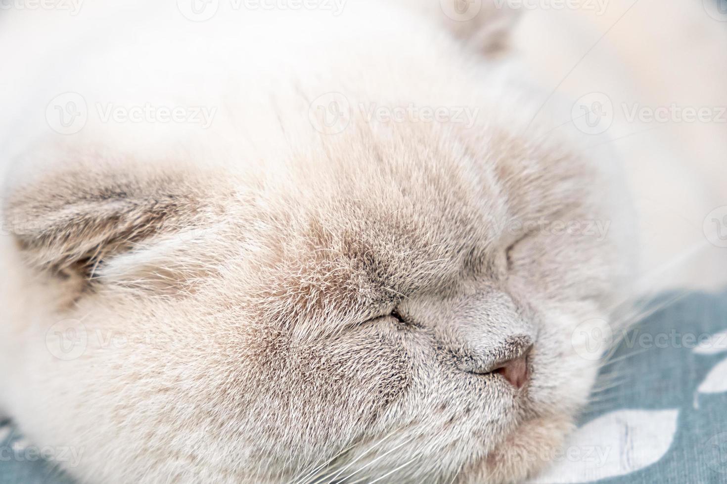 divertente corto dai capelli domestico bianca Britannico gatto addormentato interno a casa. gattino riposo e rilassare su blu divano. animale domestico cura e animali concetto. foto