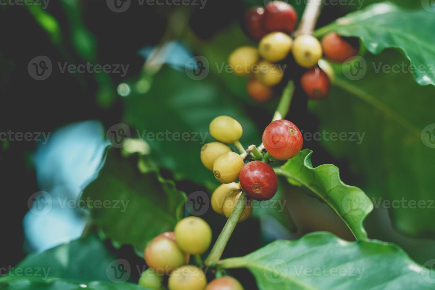 maturo rosso caffè fagiolo bacca pianta fresco seme caffè albero crescita verde eco biologico azienda agricola. rosso maturo seme robusta arabica frutti di bosco raccogliere caffè giardino. caffè fagiolo albero concetto. foto