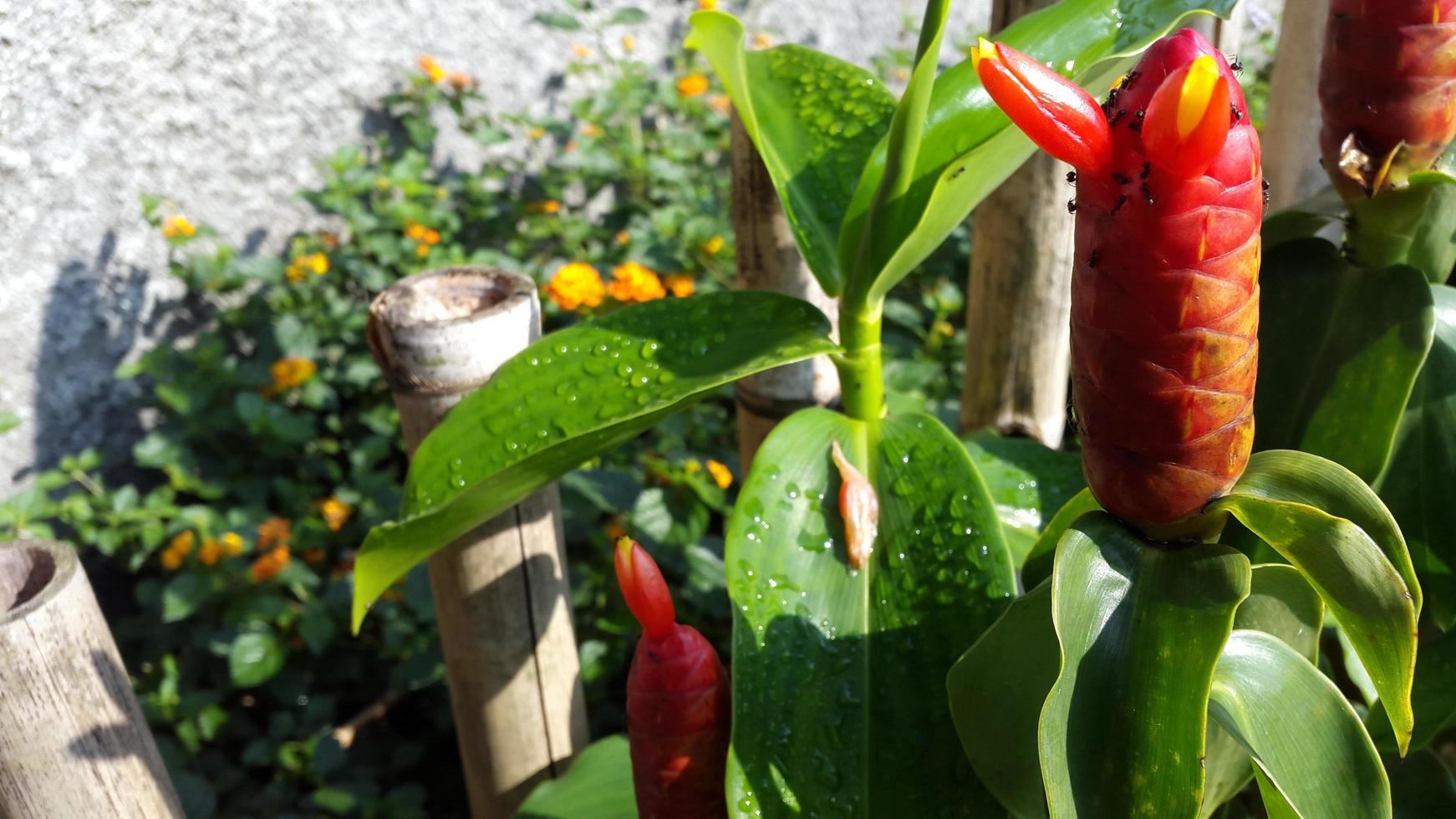 indiano testa Zenzero fiore a giardino, rosso fiore con verde le foglie sfondo foto