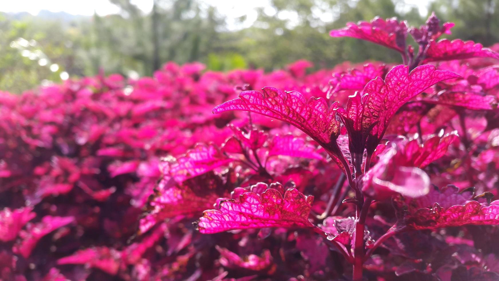 rosso foglia impianti crescere fittamente nel il fiore giardino foto