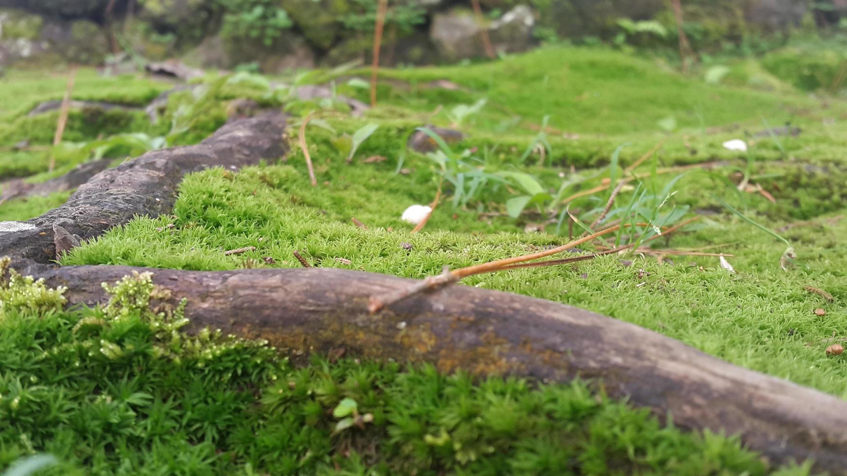 fresco verde muschioso superficie con legnoso radici in giro esso foto