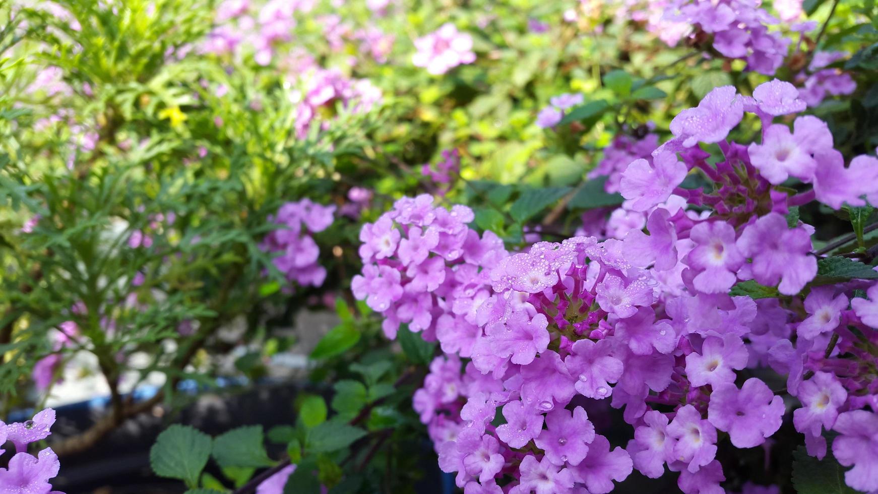 giardino verbena fiore viola petali nel il giardino foto