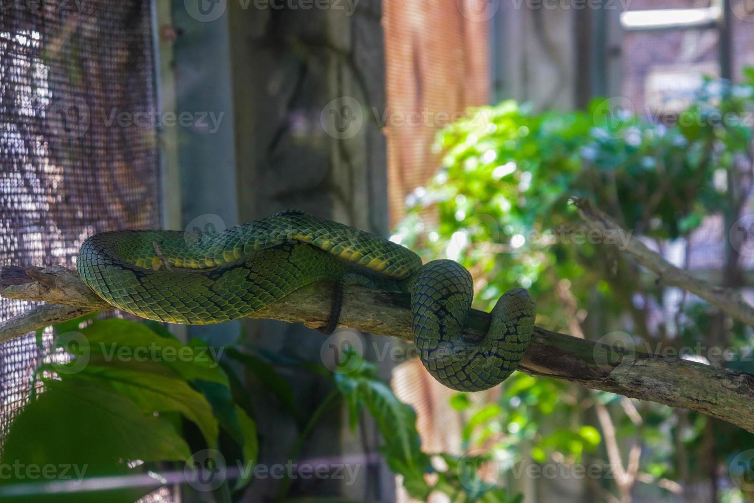 verde serpente nel il gabbia foto