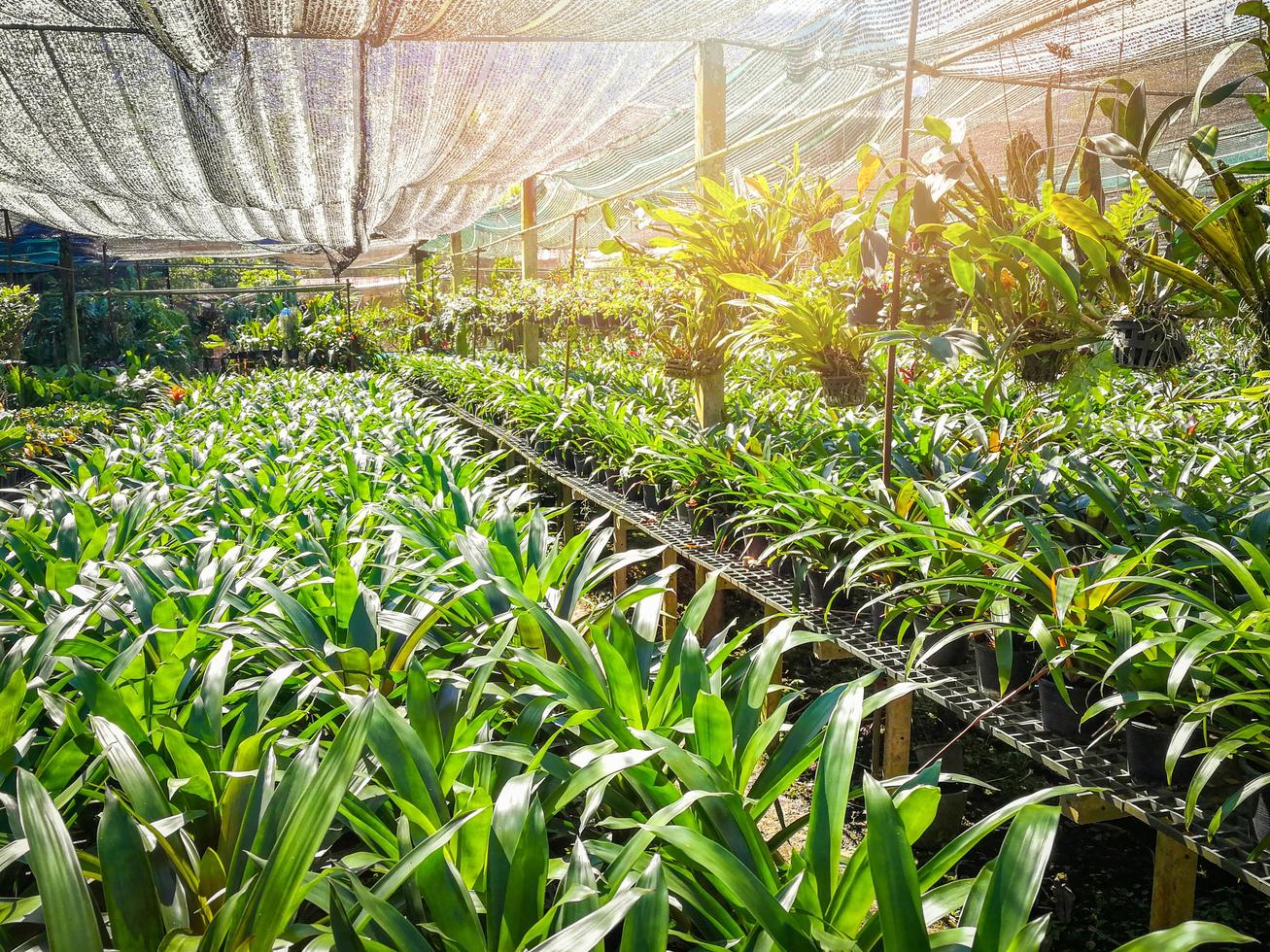 orchidea asilo azienda agricola ornamentale e fiore verde pianta in crescita e sospeso nel il giardino foto