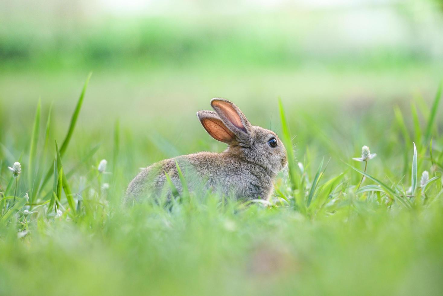 carino coniglio seduta su verde campo primavera prato Pasqua coniglietto caccia per Festival su erba foto