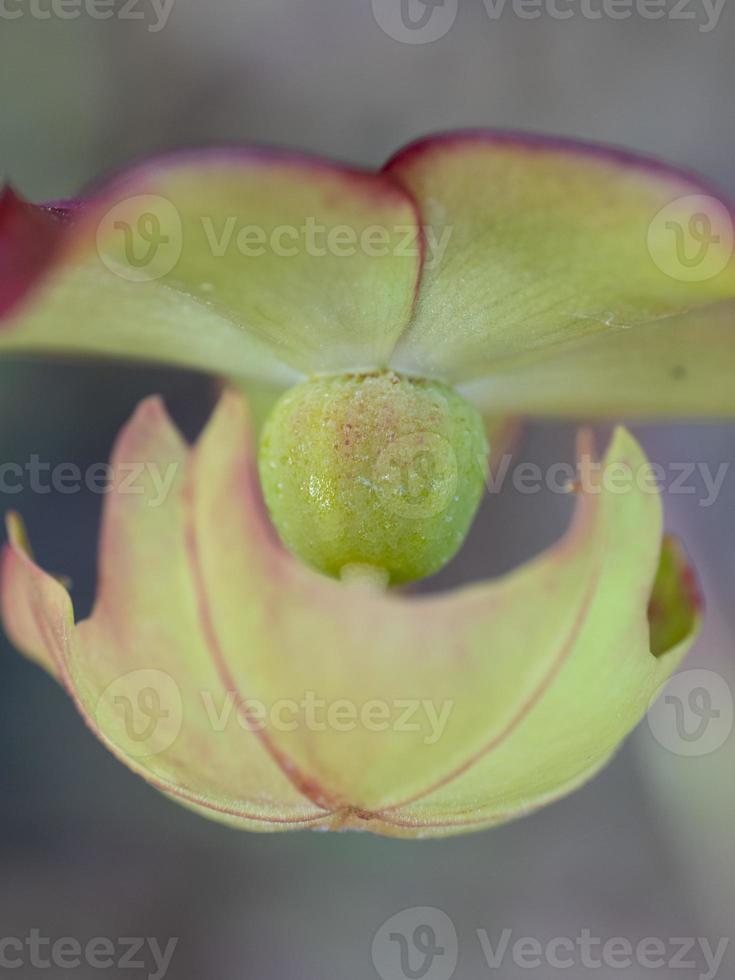 frutta formatura su un' viola brocca pianta. foto