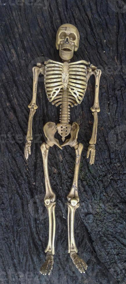 piccolo scheletro foto