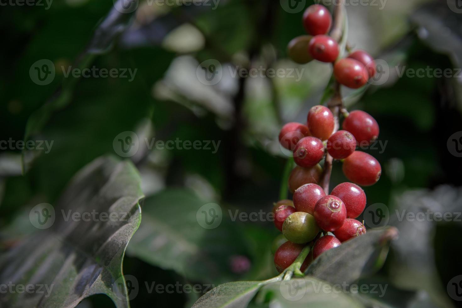 caffè fagioli su albero nel azienda agricola, vicino su fresco biologico rosso caffè su caffè albero, caffè fagioli maturazione su albero foto