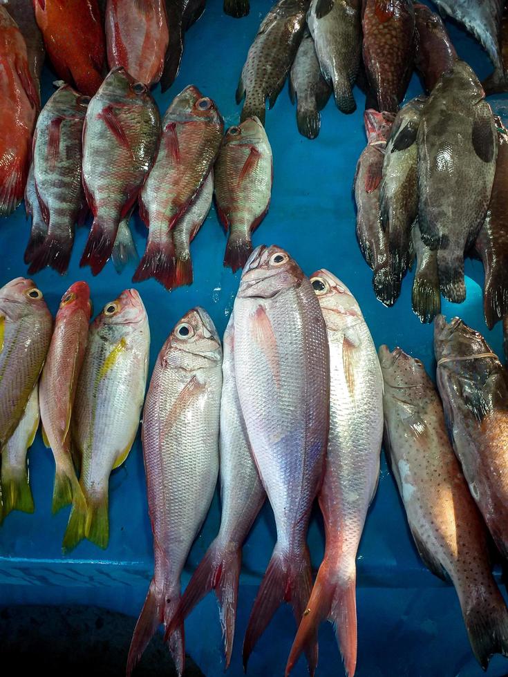 fresco pesce a partire dal tradizionale mercato foto