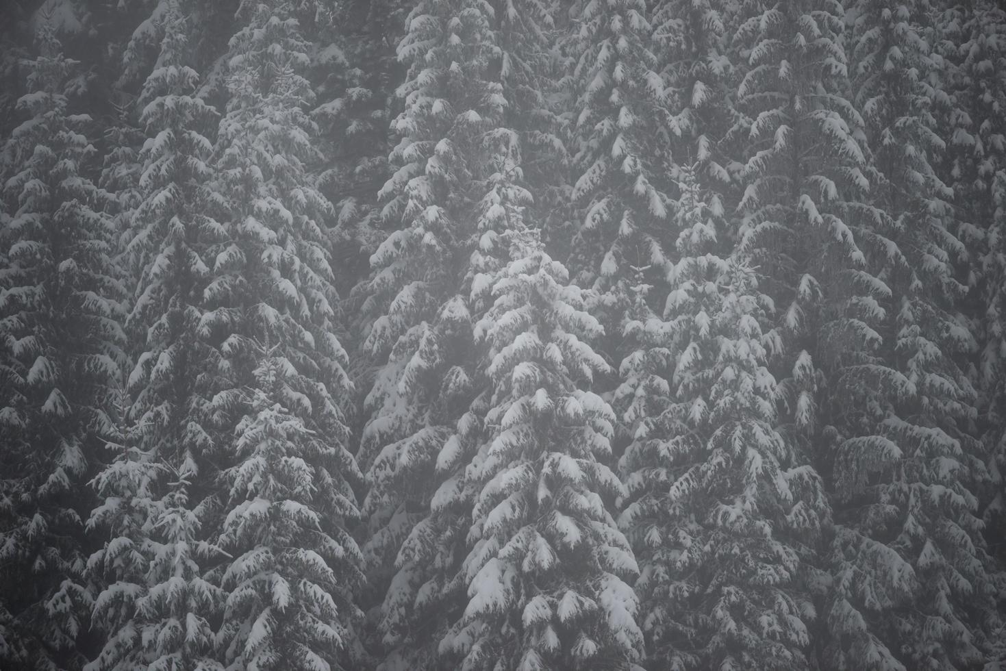 albero di pino sempreverde di natale coperto di neve fresca foto