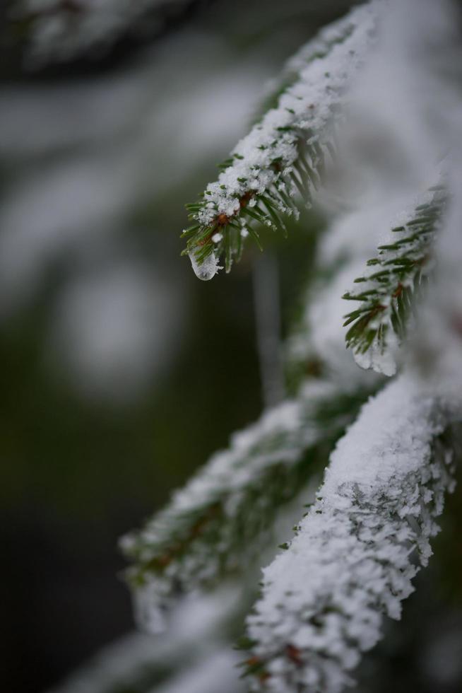 albero di pino sempreverde di natale coperto di neve fresca foto