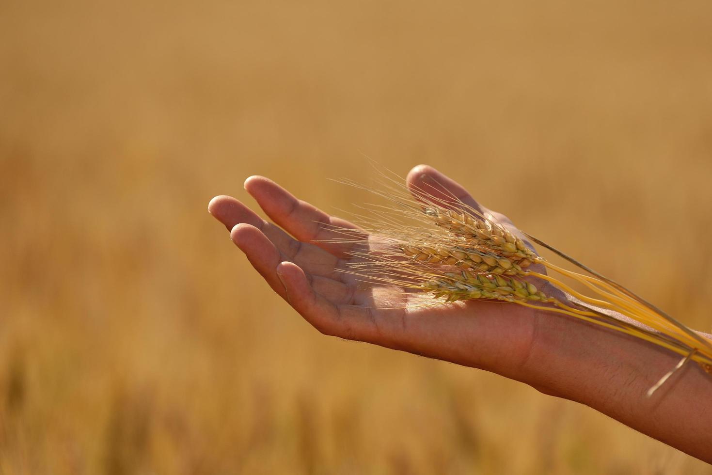 mano nel campo di grano foto