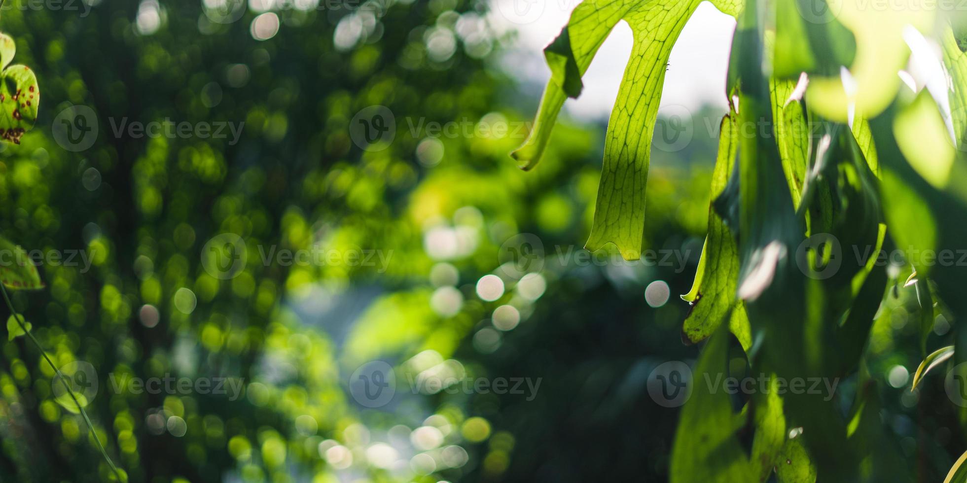 natura sfondo, foglia erba e verde alberi sfondo foto