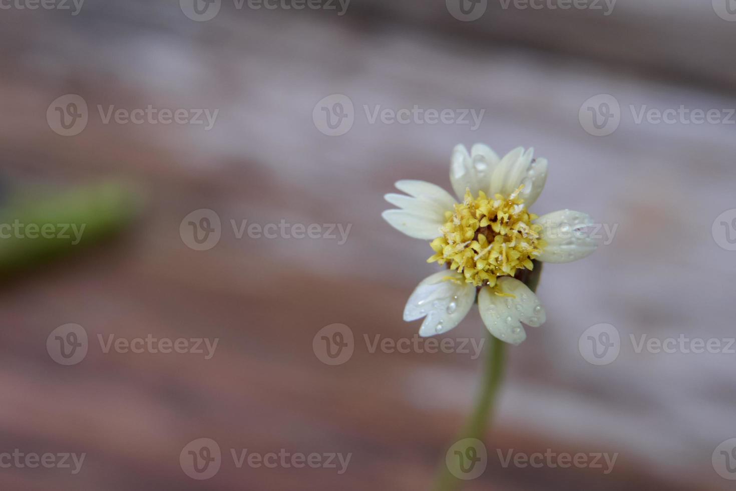 un' avvicinamento tiro di un' erba fiore con un' goccia di pioggia, un' avvicinamento tiro di un' erba fiore a un' distanza porta su il particolari. foto