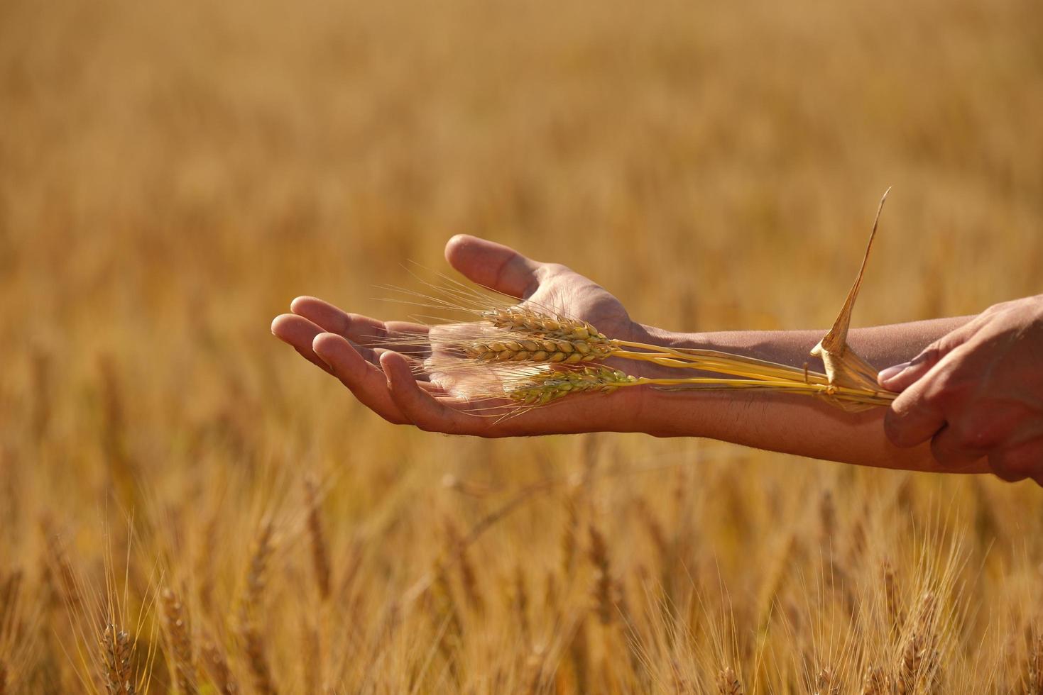 mano nel campo di grano foto