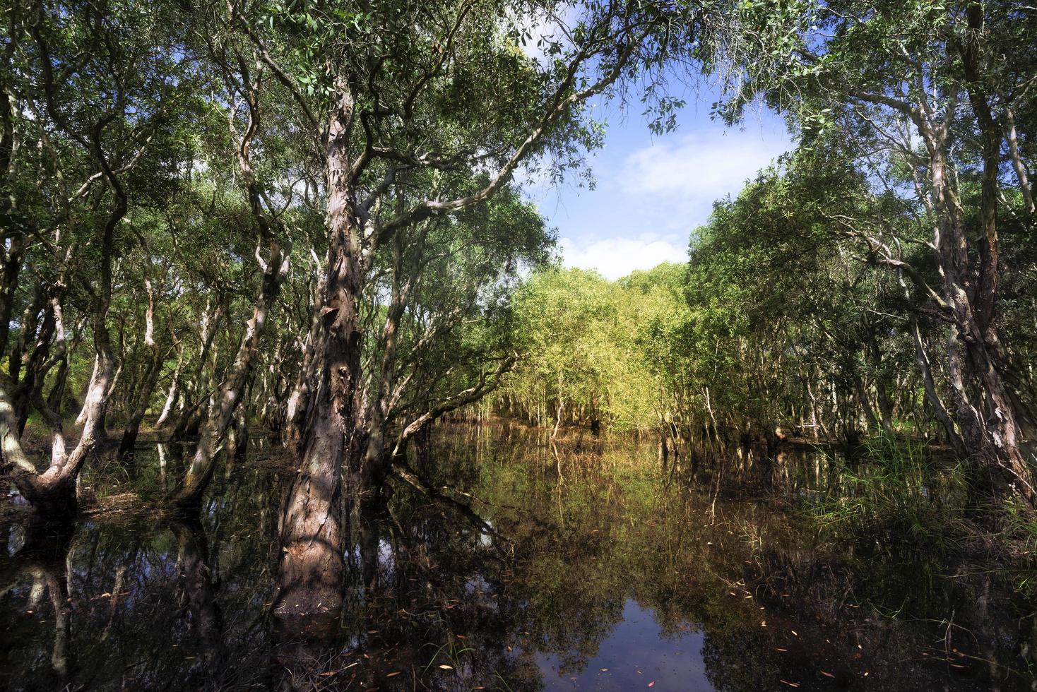 mangrovia alberi con unico denso radici lavato di un' cristallo chiaro turchese fiume foto