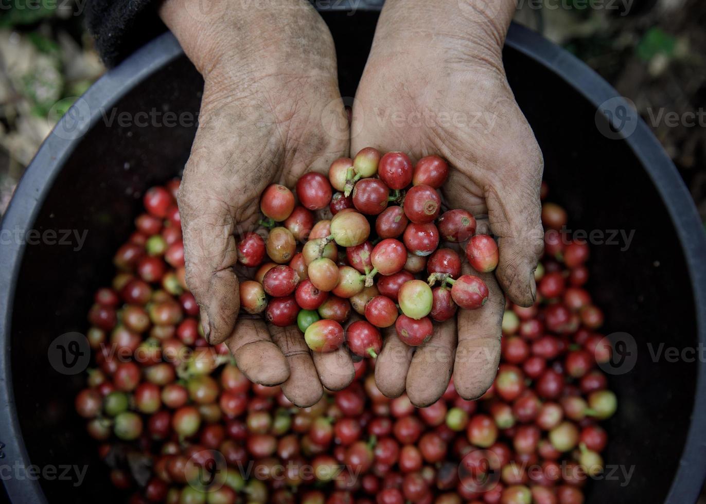 vicino su mano Tenere fresco caffè fagioli foto