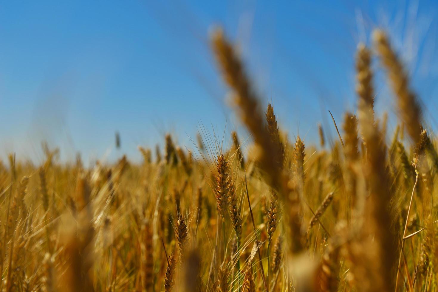 campo di grano con cielo blu sullo sfondo foto