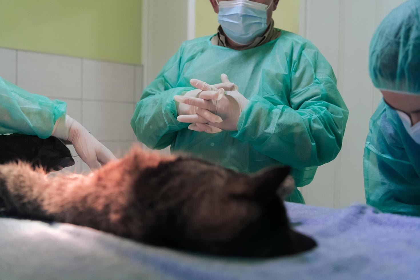vero addominale chirurgia su un' gatto nel un' ospedale ambientazione foto
