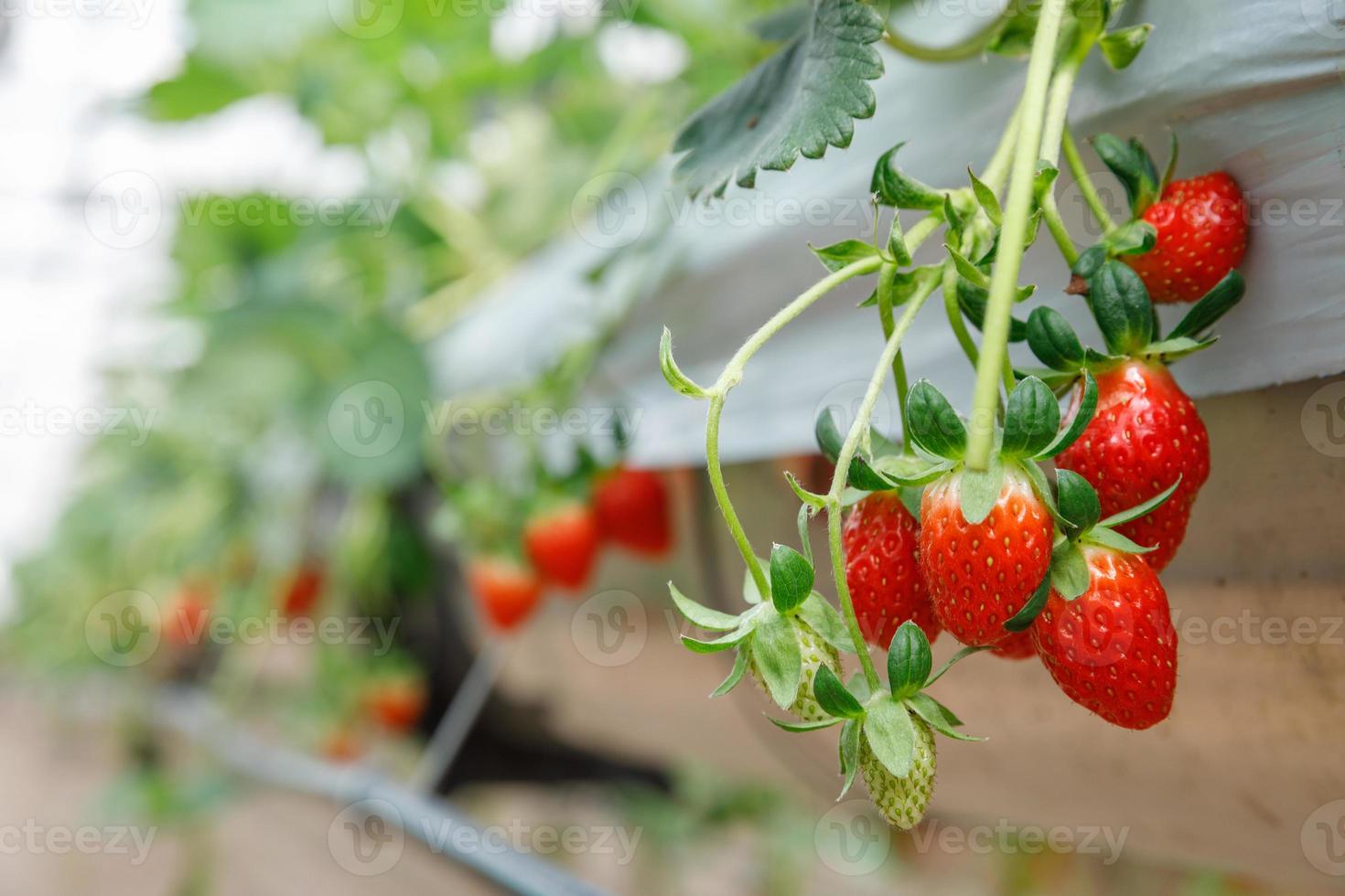 il idroponica fragola a serra idroponica azienda agricola con alto tecnologia agricoltura nel vicino sistema foto