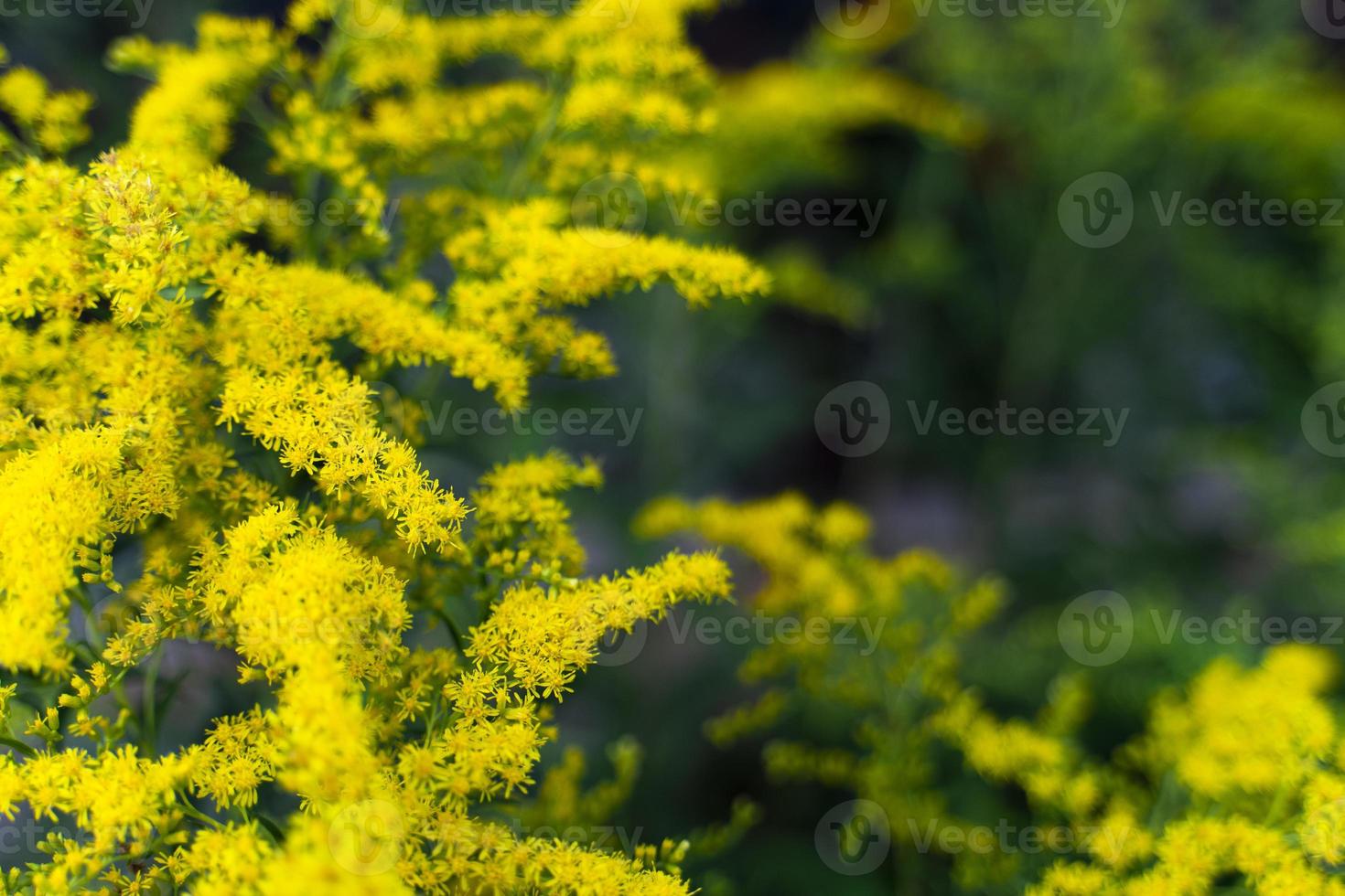 verga d'oro di il Asteraceae mimosa famiglia copia spazio. verdura sfondo macro struttura foto di bene qualità