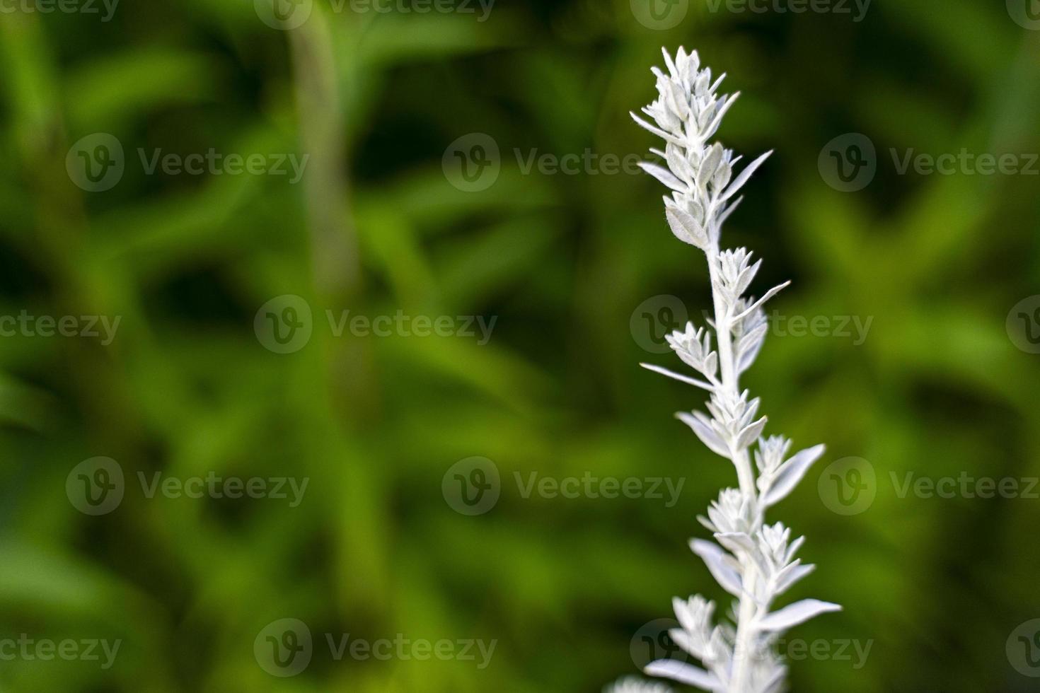 artemisia ludoviciana copia spase. verdura sfondo macro struttura foto di bene qualità