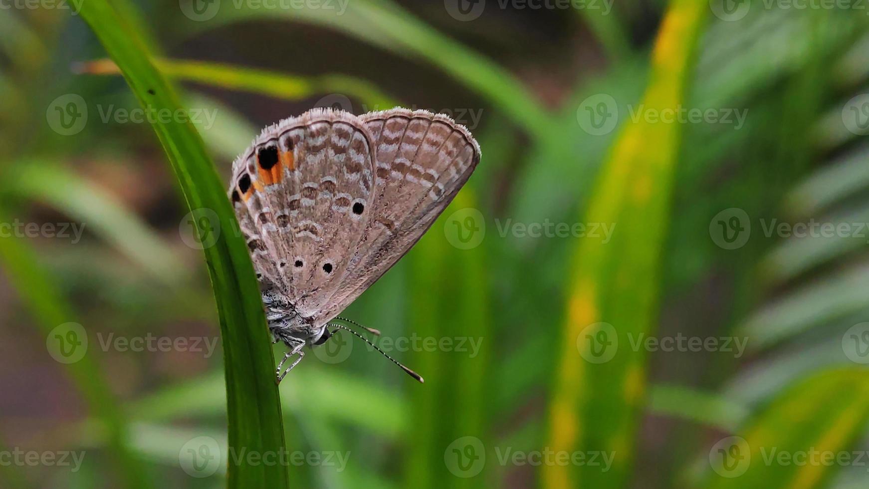 Comune blu farfalla su un' asciutto pianta, piccolo grigio e blu farfalla nel natura, autunno natura, lato Visualizza, chiuso Ali, inferiore di il la farfalla. foto