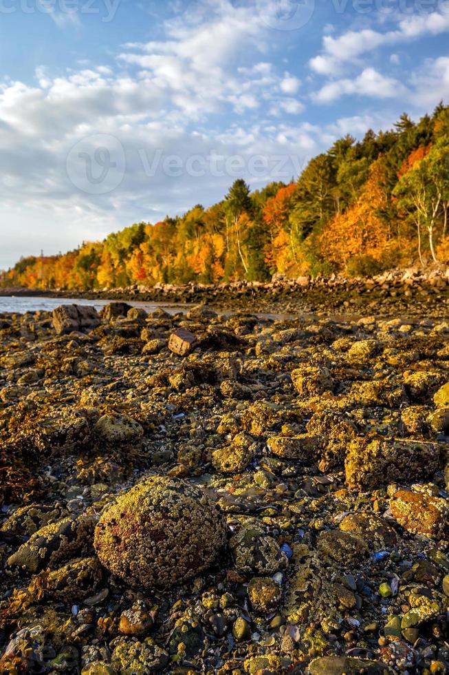 bellissimo autunno colori di acadia nazionale parco nel Maine foto