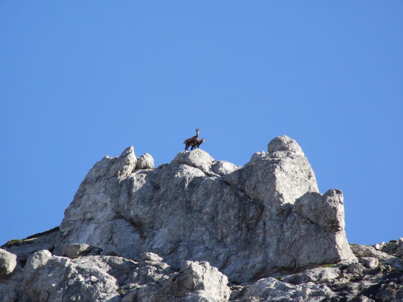 Due alpino camoscio, rupicapra rupicapra, nel il berchtesgaden Alpi foto